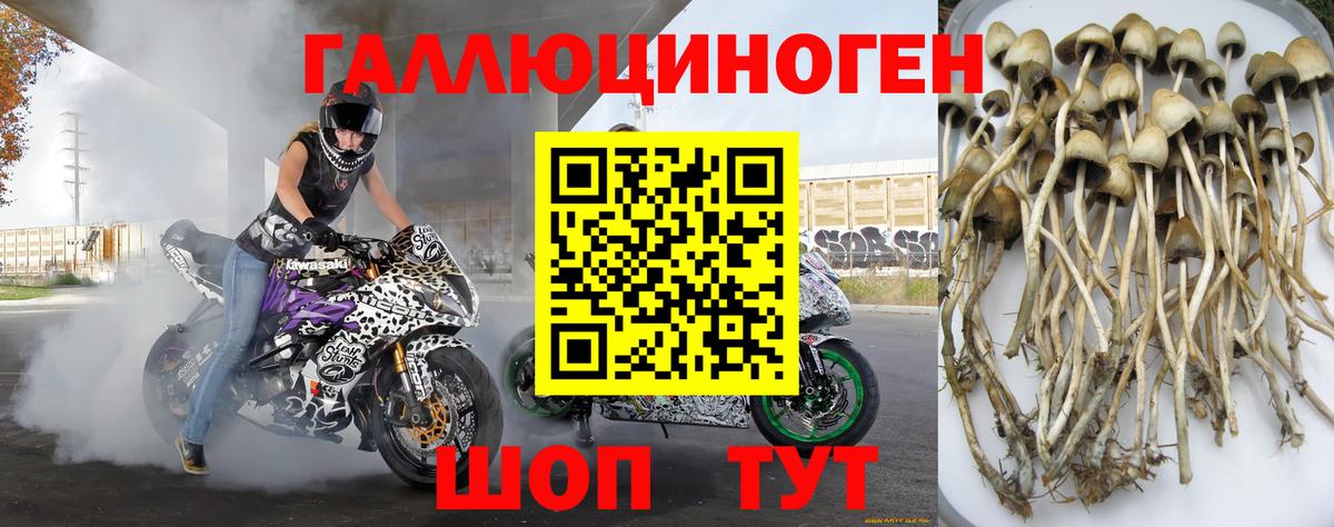 Псилоцибиновые грибы мицелий Рубцовск